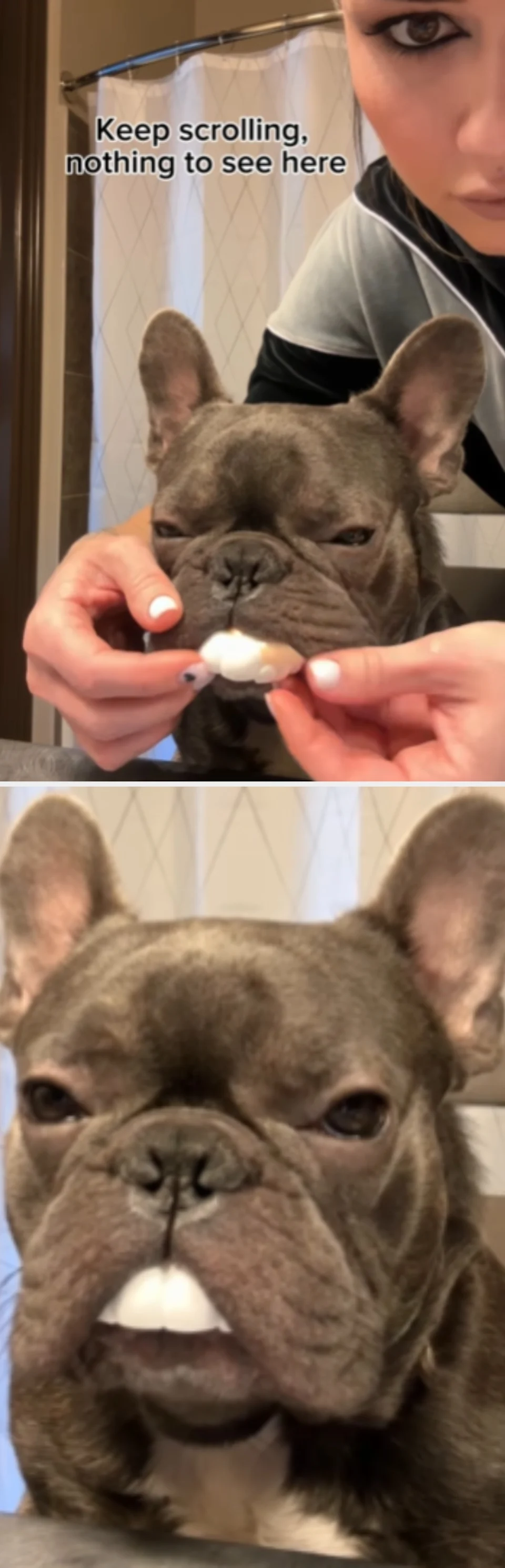 A sweet treat to a quiet French Bulldog, with a caption above that says, "Keep scrolling, nothing to see here."