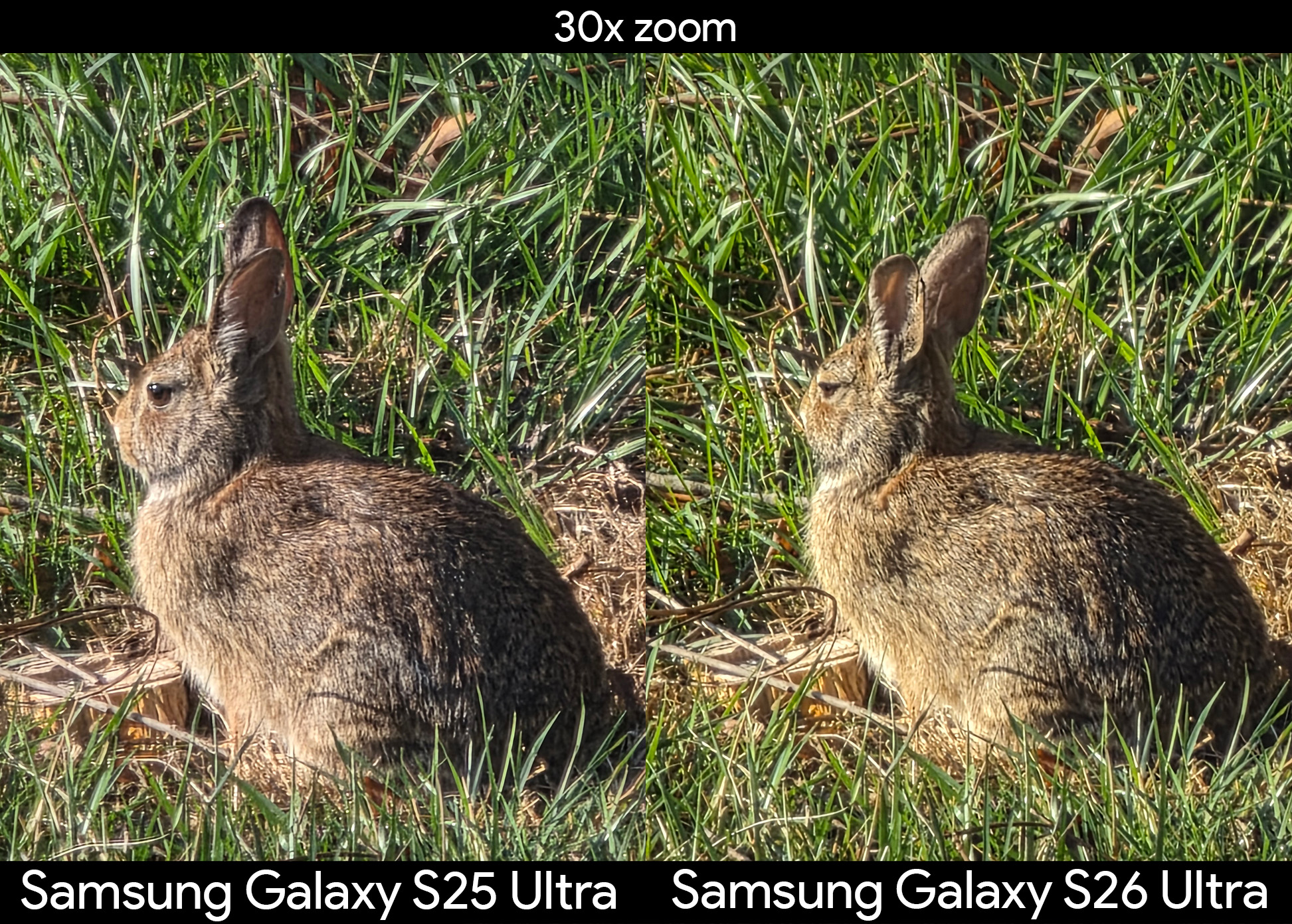Comparing the quality of the 30x zoom bunny in the yard between the Samsung Galaxy S25 Ultra and S26 Ultra